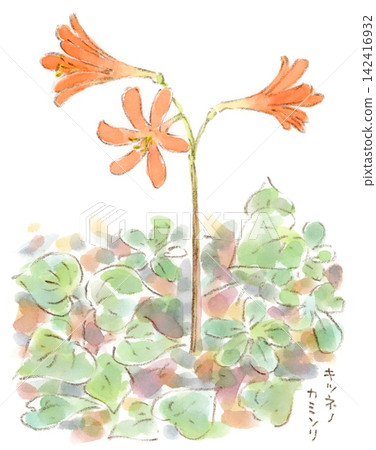這是一幅用水彩繪製的石蒜(Lycoris radiata)美麗的橙色花朵的插圖,這種花在八月中旬左右盛開。 這是一幅用水彩繪製的石蒜(Lycoris radiata)美麗的橙色花朵的插圖,這種花在八月中旬左右盛開。 142416932