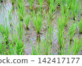 paddy in paddy field 142417177
