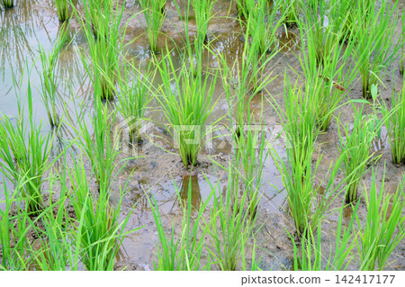 paddy in paddy field paddy in paddy field 142417177