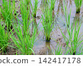 paddy in paddy field 142417178
