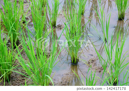 paddy in paddy field paddy in paddy field 142417178