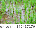 paddy in paddy field 142417179