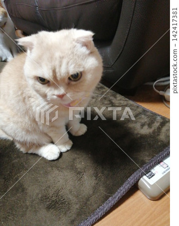 一隻貓坐著等待 一隻貓坐著等待 142417381