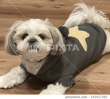 一隻石竹犬!太可愛了! 一隻石竹犬!太可愛了! 142417383