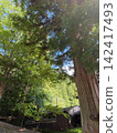 A deep forest with sunlight filtering through the trees and giant cedar trees (a forest bathing image) 142417493