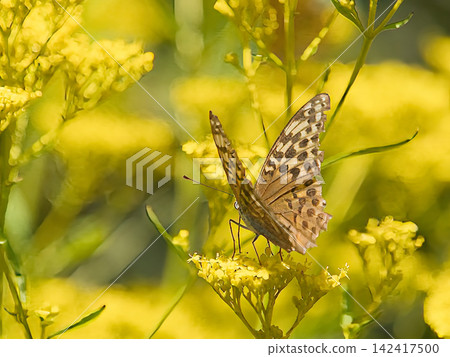 A Painted Lady butterfly resting on a flower. A Painted Lady butterfly resting on a flower. 142417500