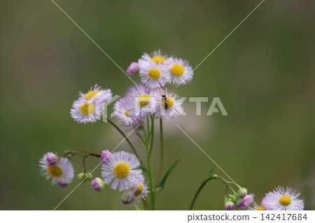 Erigeron annuus and a small bee Erigeron annuus and a small bee 142417684