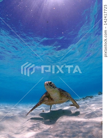 海龜的水下景色（留白） 142417725