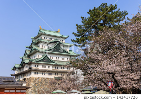 愛知縣名古屋市名古屋城內的櫻花 愛知縣名古屋市名古屋城內的櫻花 142417726