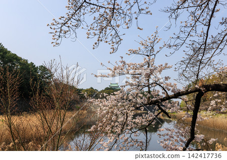 愛知縣名古屋市名古屋城內的櫻花 142417736