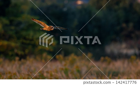 A short-eared owl flying low over the grassland A short-eared owl flying low over the grassland 142417776