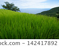 Image of rice farming along the coast 142417892