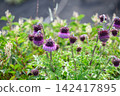 Fuji thistles of Mt. Fuji 142417895