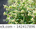 Mount Fuji's Japanese knotweed 142417896