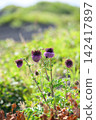 Fuji thistle on Mt. Fuji, Japan (vertical photo) 142417897