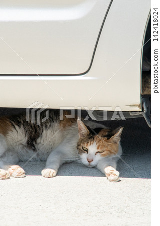 What's that supposed to mean? Even cats get hot! What's that supposed to mean? Even cats get hot! 142418024