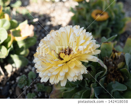 Calendula flower Calendula flower 142418038