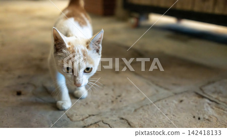 A white and orange cat with amber eyes looks curiously at the camera on a cracked concrete ground. A white and orange cat with amber eyes looks curiously at the camera on a cracked concrete ground. 142418133