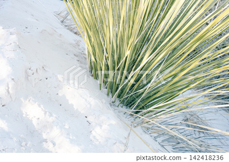 whitesands#1 142418236