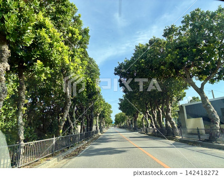 Fukugi排行的樹 Fukugi排行的樹 142418272
