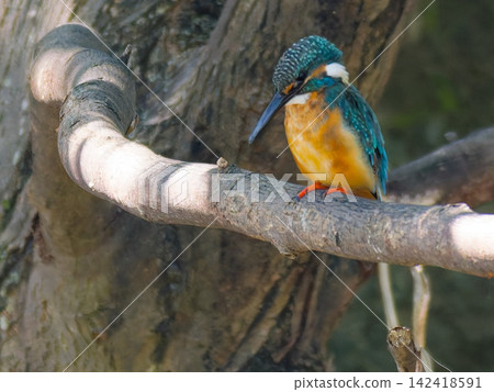 A kingfisher perched on a branch bathed in dappled sunlight. A kingfisher perched on a branch bathed in dappled sunlight. 142418591