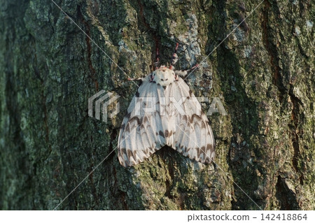 Oak snail perched on a tree Oak snail perched on a tree 142418864