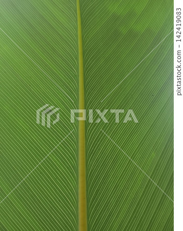 Canna leaf texture showing banana like green foliage backlit in close up front view Canna leaf texture showing banana like green foliage backlit in close up front view 142419083
