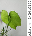 Fashionable leaves 142419190