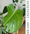 Monstera leaves placed indoors 142419193