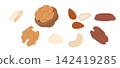Various Nuts Illustration Set Walnut Peanut Pecan Cashew Macadamia Organic Flat Vector Food Design 142419285