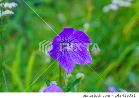 A close-up of a beautiful purple bellflower (Platycodon grandiflorus) blooming in a natural garden. A close-up of a beautiful purple bellflower (Platycodon grandiflorus) blooming in a natural garden. 142419351