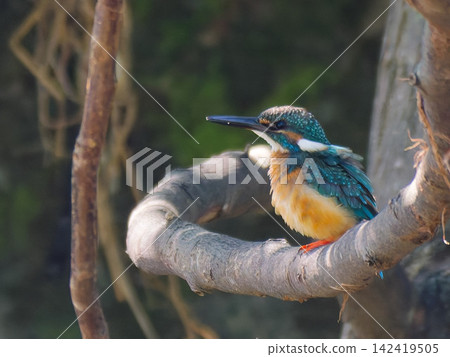 A kingfisher perched on a branch bathed in dappled sunlight. A kingfisher perched on a branch bathed in dappled sunlight. 142419505