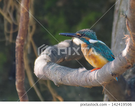 A brightly colored kingfisher perched on a branch A brightly colored kingfisher perched on a branch 142419506
