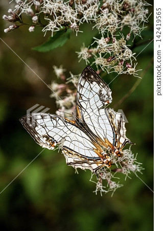 A butterfly A butterfly 142419565