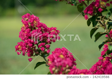 Flower of crape mybs Flower of crape mybs 142419566