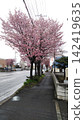 Cherry Blossoms	 142419635