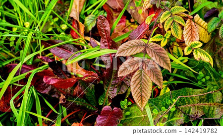 Raspberry Raspberry 142419782