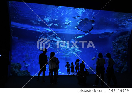 巨大的水族館 142419959