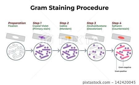 Educational Microbiology Infographic Diagram Explaining the Four Steps of Gram Staining Procedure 142420045