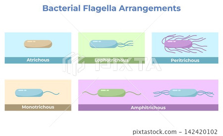 Bacterial Flagella Arrangements Illustration Including Monotrichous, Amphitrichous, Lophotrichous, Peritrichous, and Atrichous Bacterial Flagella Arrangements Illustration Including Monotrichous, Amphitrichous, Lophotrichous, Peritrichous, and Atrichous 142420102