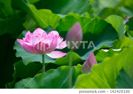 Lotus flower Lotus flower 142420180