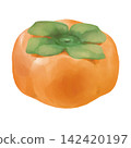 Persimmon watercolor illustration 142420197