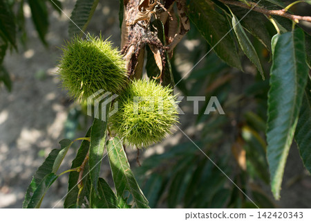 Chestnut fruit Chestnut fruit 142420343