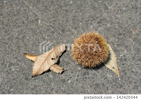 Chestnut fruit Chestnut fruit 142420344