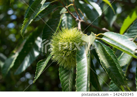 Chestnut fruit Chestnut fruit 142420345