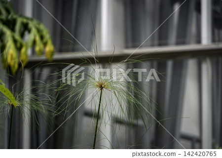 紙莎草(Cyperus rotundus) 紙莎草(Cyperus rotundus) 142420765
