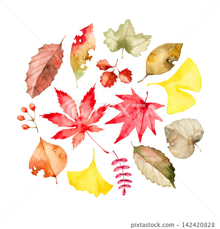 Autumn leaves, fallen leaves, watercolor illustration Autumn leaves, fallen leaves, watercolor illustration 142420828