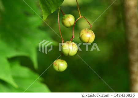 垂掛的藍紡錘樹果實 垂掛的藍紡錘樹果實 142420920