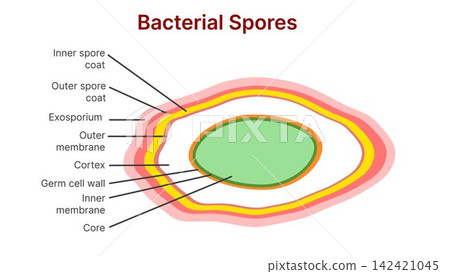 Bacterial Spores Structure Diagram with Labeled Anatomical Layers Bacterial Spores Structure Diagram with Labeled Anatomical Layers 142421045