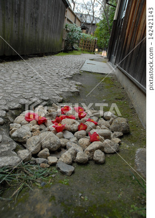 A back alley with red camellia flowers - Kyoto streetscape A back alley with red camellia flowers - Kyoto streetscape 142421143